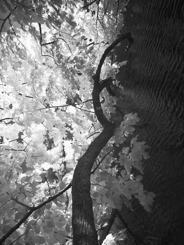 Water reflection