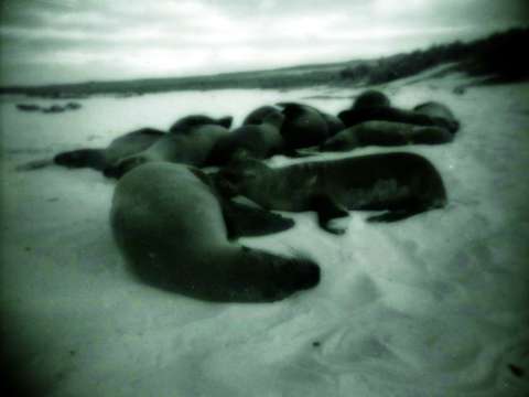 Seal Beach