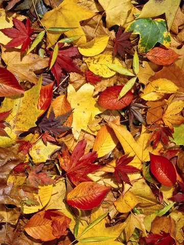 Fall 5