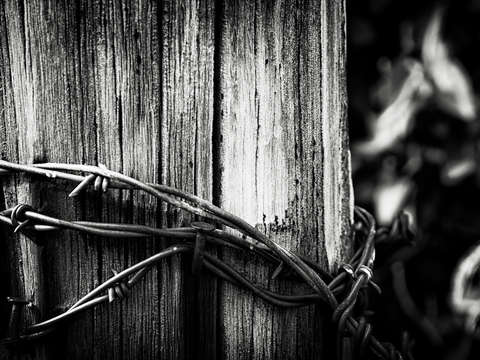 Steel thorns ii