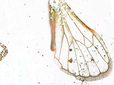 Winged criters 2
