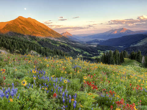 Wildflower moonrise