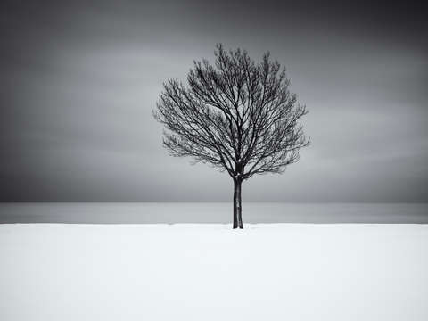 Tree 6
