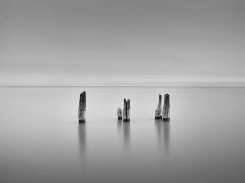 Five trees