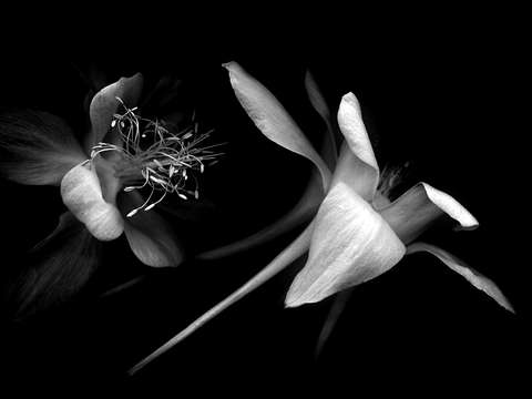Yesterdays-rose