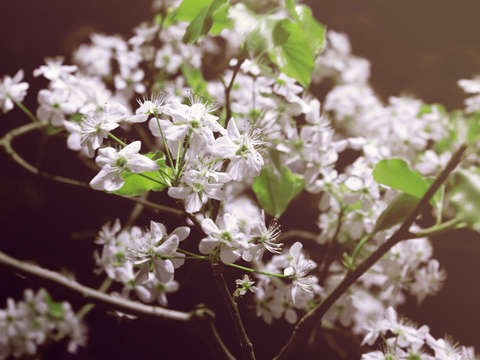 The flowers