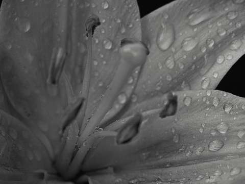 Morning lilly