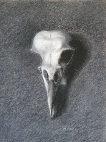 Bird skull