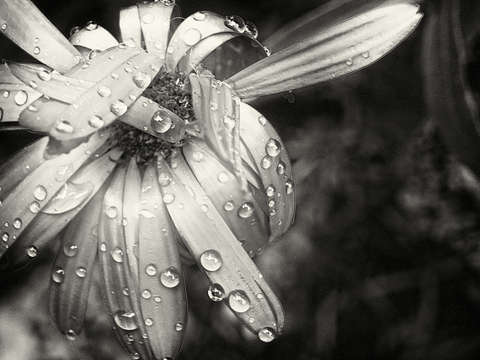 Droplets 3