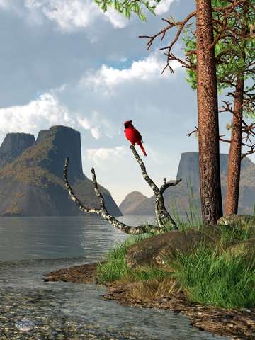 Cardinal by a lake