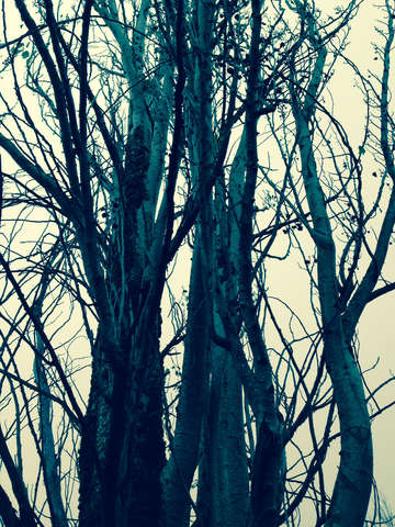 The bare tree