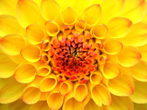 Yellow In Circles
