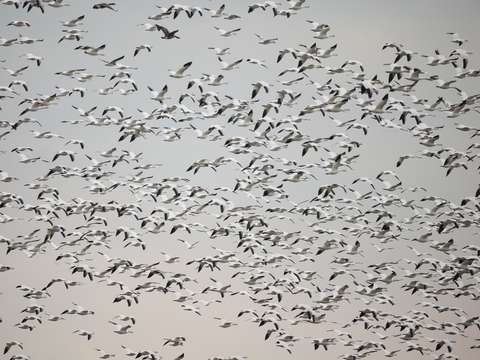 Snow geese