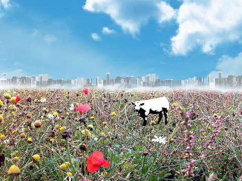 Wild Flowers