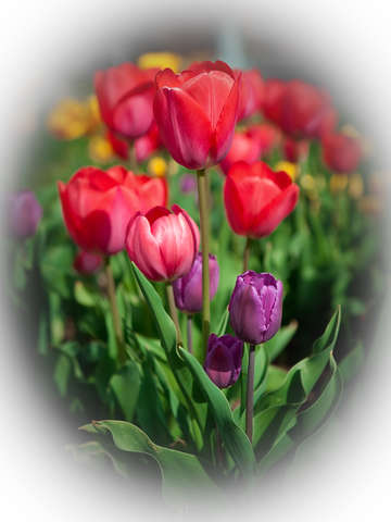 Tulip white