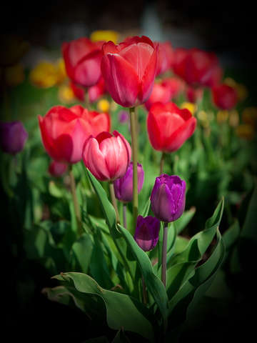 Tulip Black