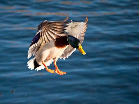 Bird glide path