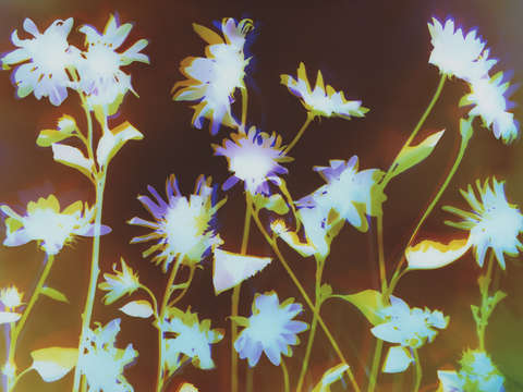 Sunflowers 7