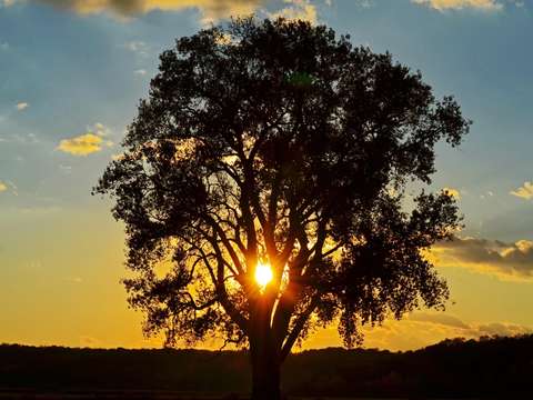 Lonely tree with heart of fire