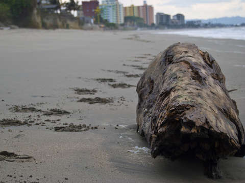 Ocean wood
