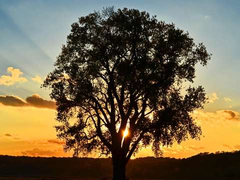 Lonely tree at sunset