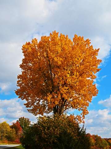 Autumn tree 1