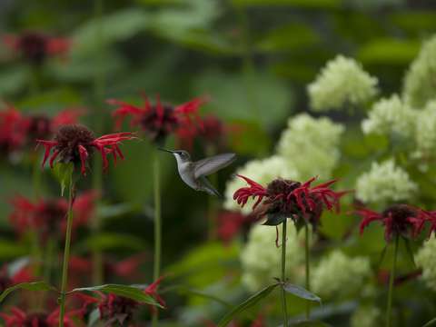 In the bee balm forest ii