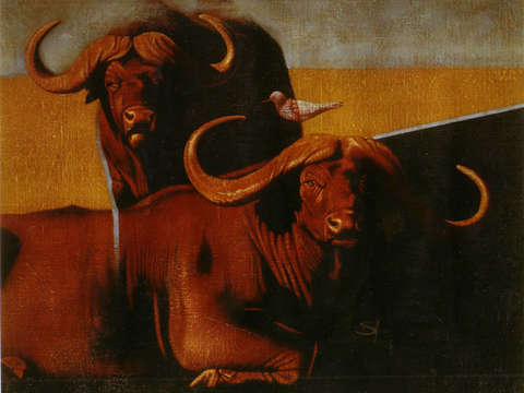 Water buffalo