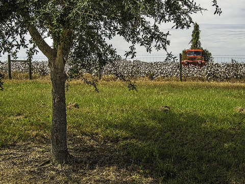 Cotton truck tree