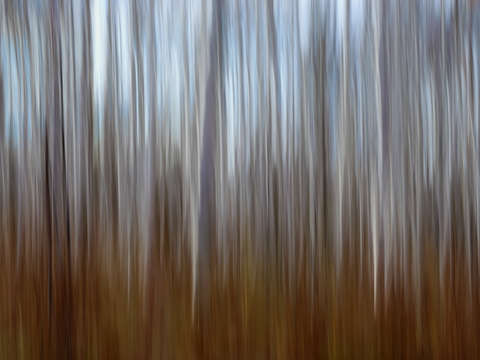 Into the trees