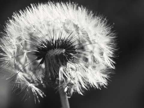 Dandelion in fall