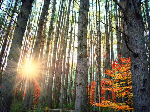 Woods 2