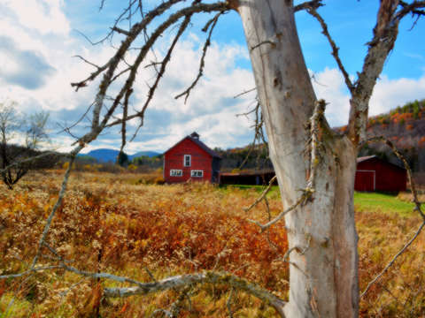 Birch barn 2