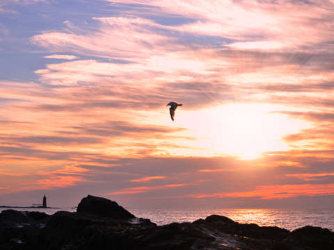 Seagull morning