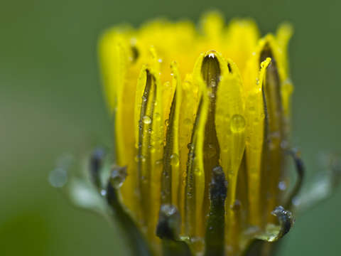 Morning dandelion