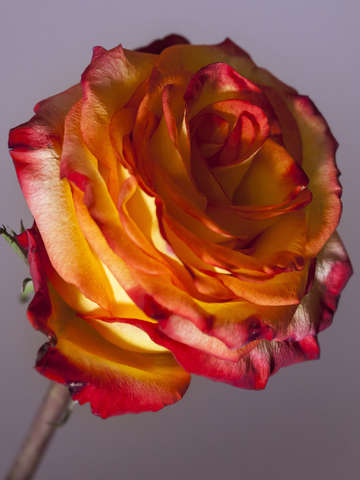 A rose