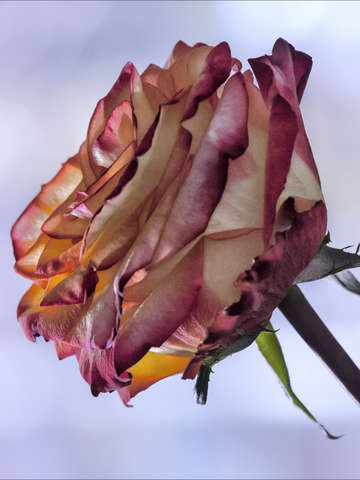 A rose 2