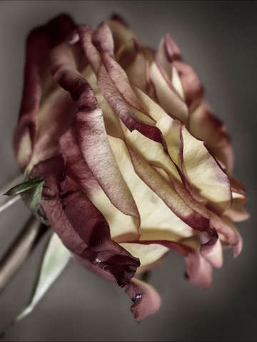 A rose 3