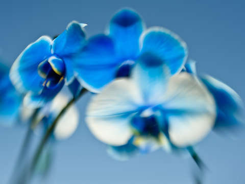 Cobalt kisses