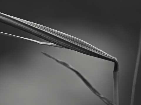 Blade