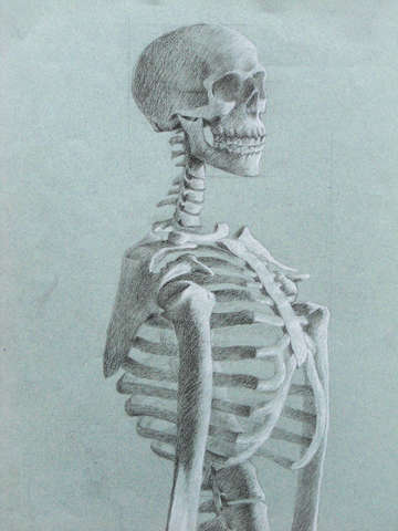 Skeleton study
