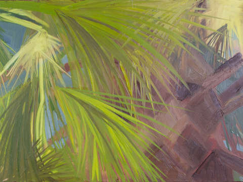 Amongst the fronds