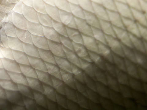 Skin 2