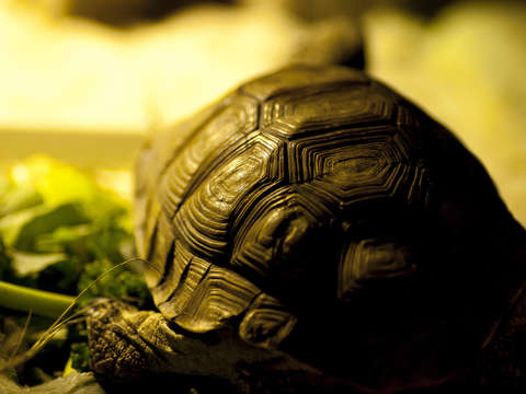 Shell designed by