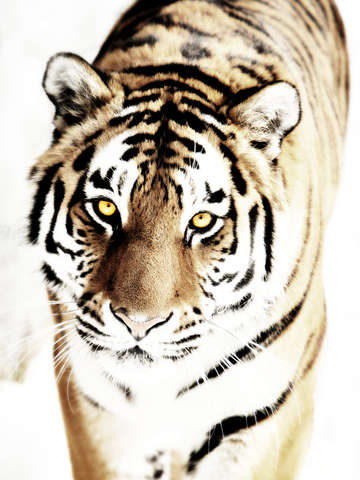 Tiger Love
