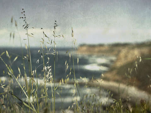 Grass on the cliffs