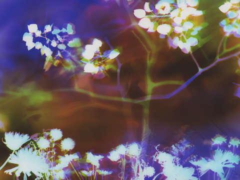 Garden dance 2