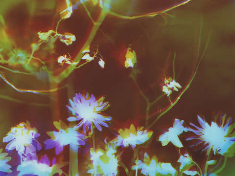 Wonderland 4