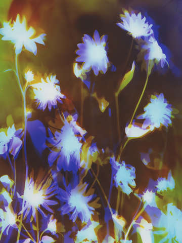 Sunflowers 8