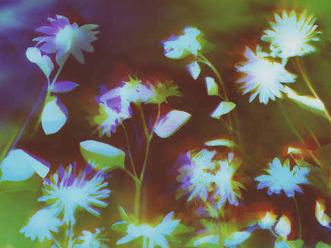 Sunflowers 10